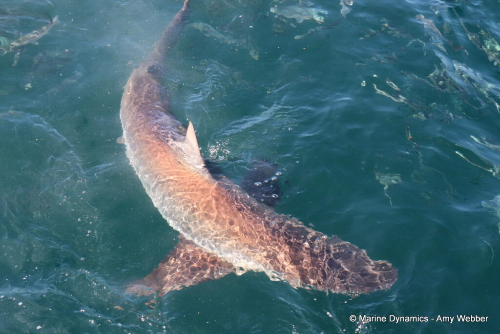 Shark cage diving, South Africa
