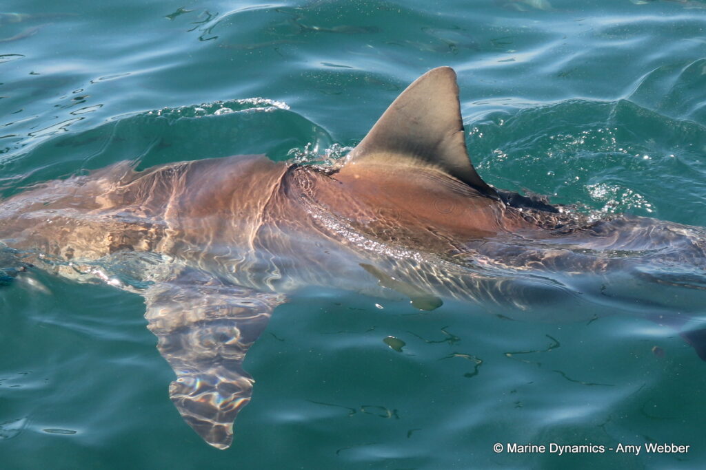 Shark cage diving, South Africa