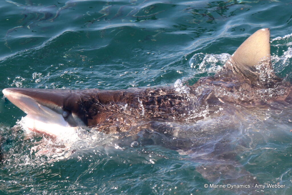 Shark cage diving, South Africa