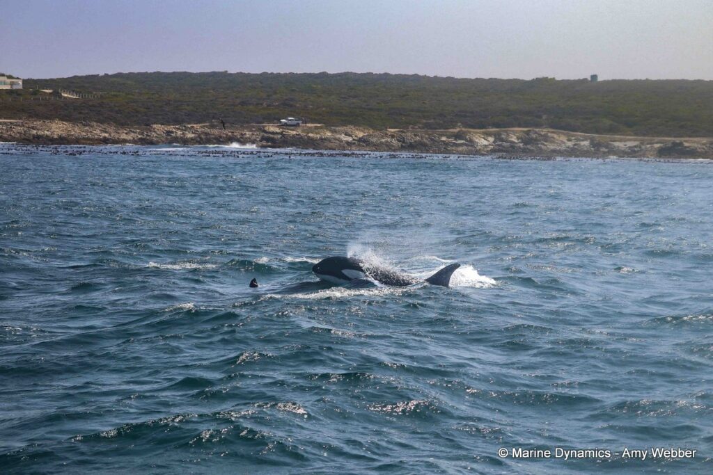 Shark cage diving, South Africa