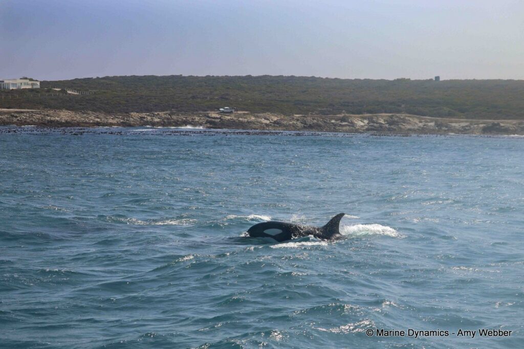 Shark cage diving, South Africa