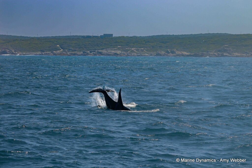 Shark cage diving, South Africa