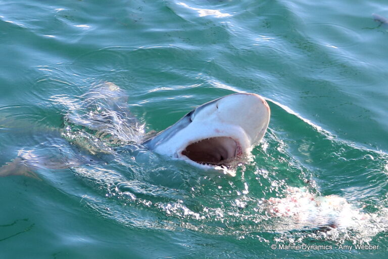 Shark cage diving, South Africa