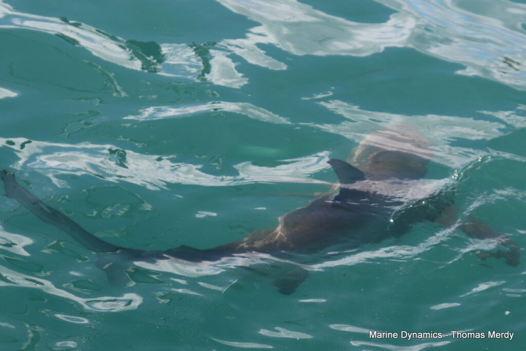 Shark cage diving, South Africa, Gansbaai