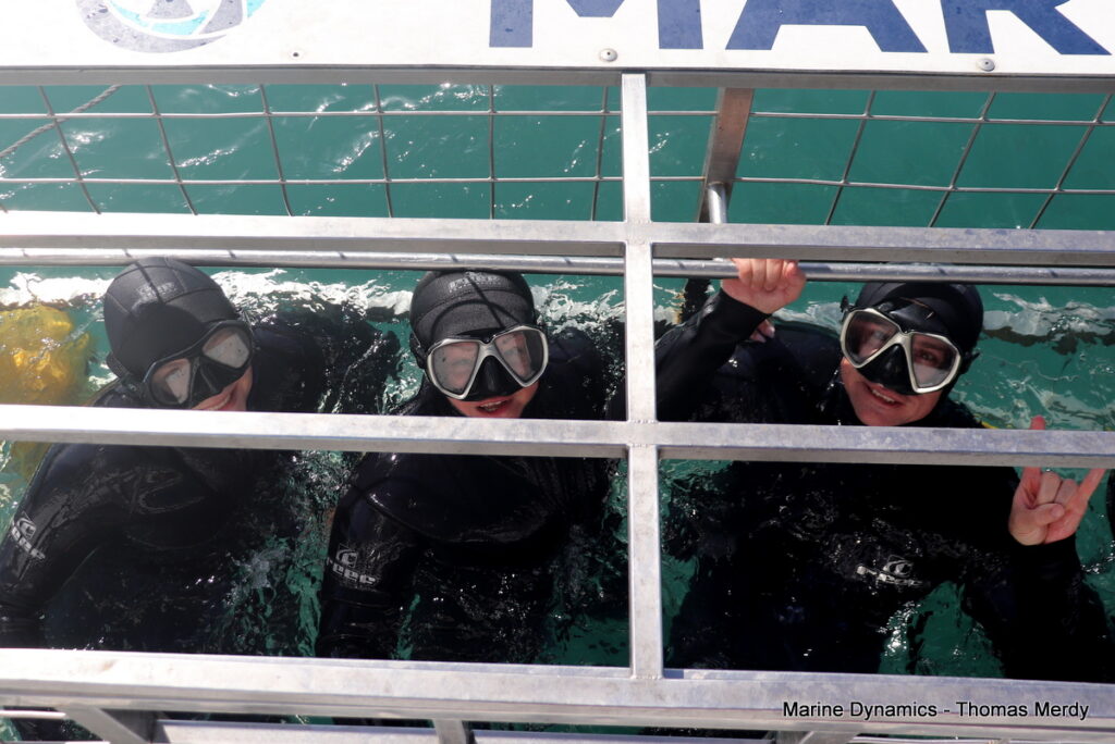 Shark cage diving, South Africa, Gansbaai