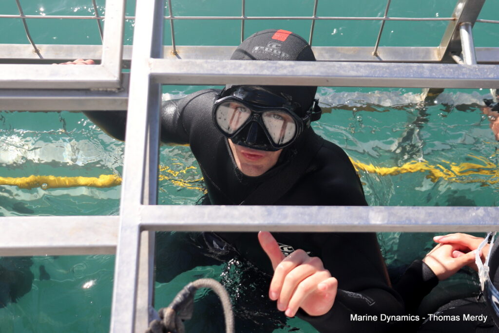 Shark cage diving, South Africa, Gansbaai