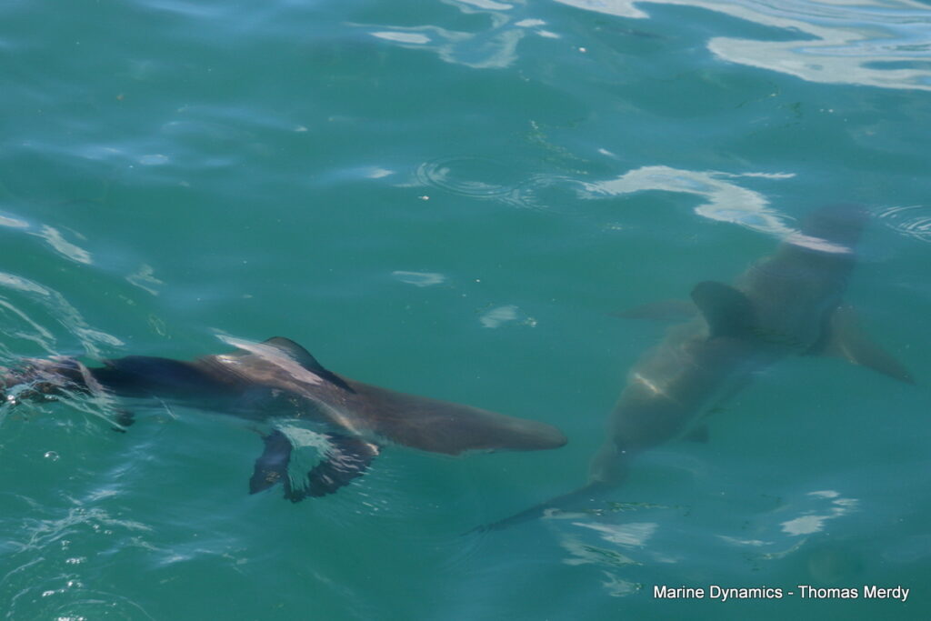 Shark cage diving, South Africa, Gansbaai