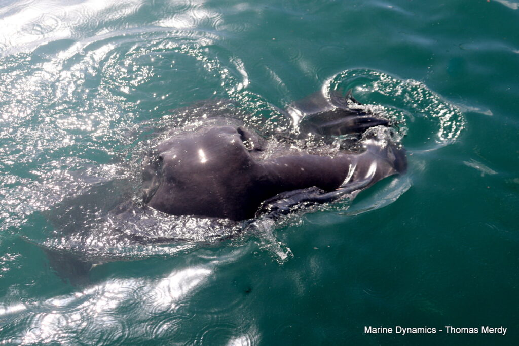 Shark cage diving, South Africa, Gansbaai