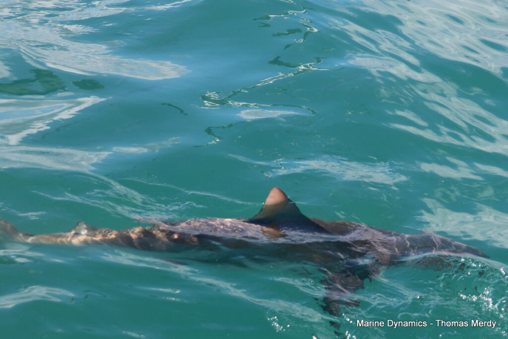 Shark cage diving, South Africa, Gansbaai