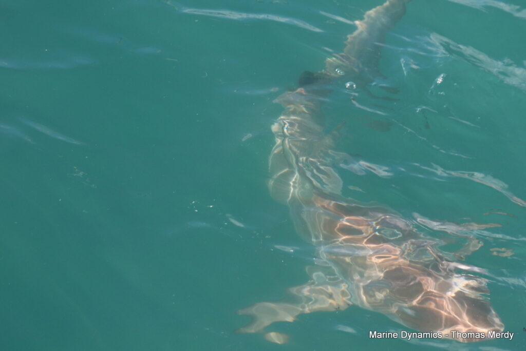 Shark cage diving, South Africa, Gansbaai