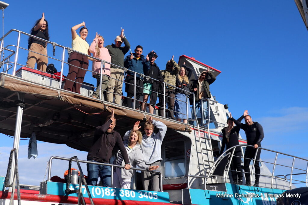 Shark cage diving, South Africa, Gansbaai