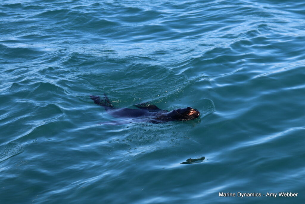 Shark cage diving, Gansbaai, South Africa