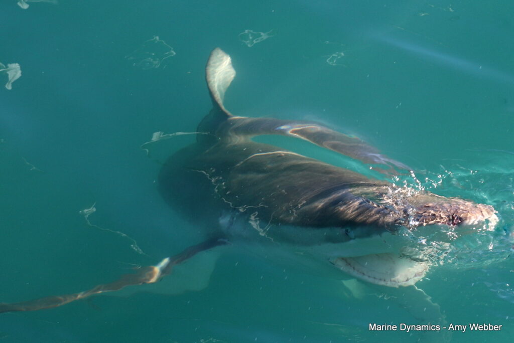 Shark cage diving, Gansbaai, South Africa