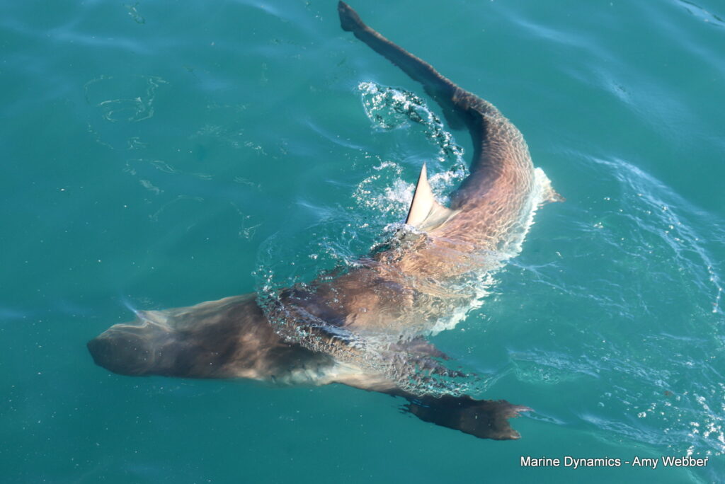 Shark cage diving, Gansbaai, South Africa
