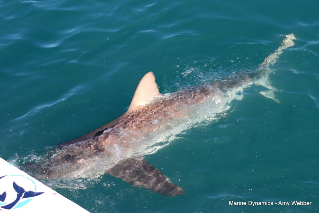 Shark cage diving, Gansbaai, South Africa