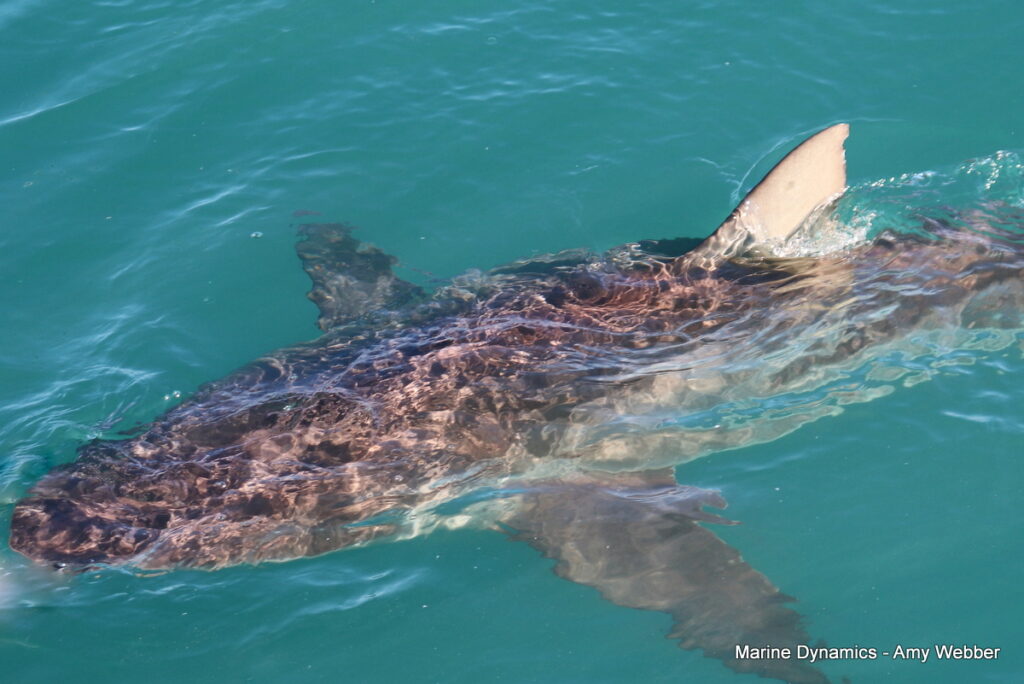 Shark cage diving, Gansbaai, South Africa