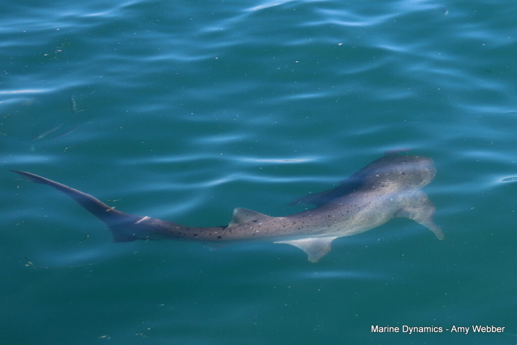 Shark cage diving, Gansbaai, South Africa