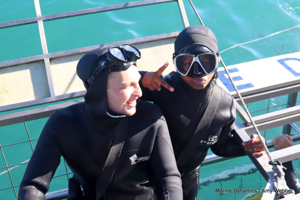 Shark cage diving, Gansbaai, South Africa