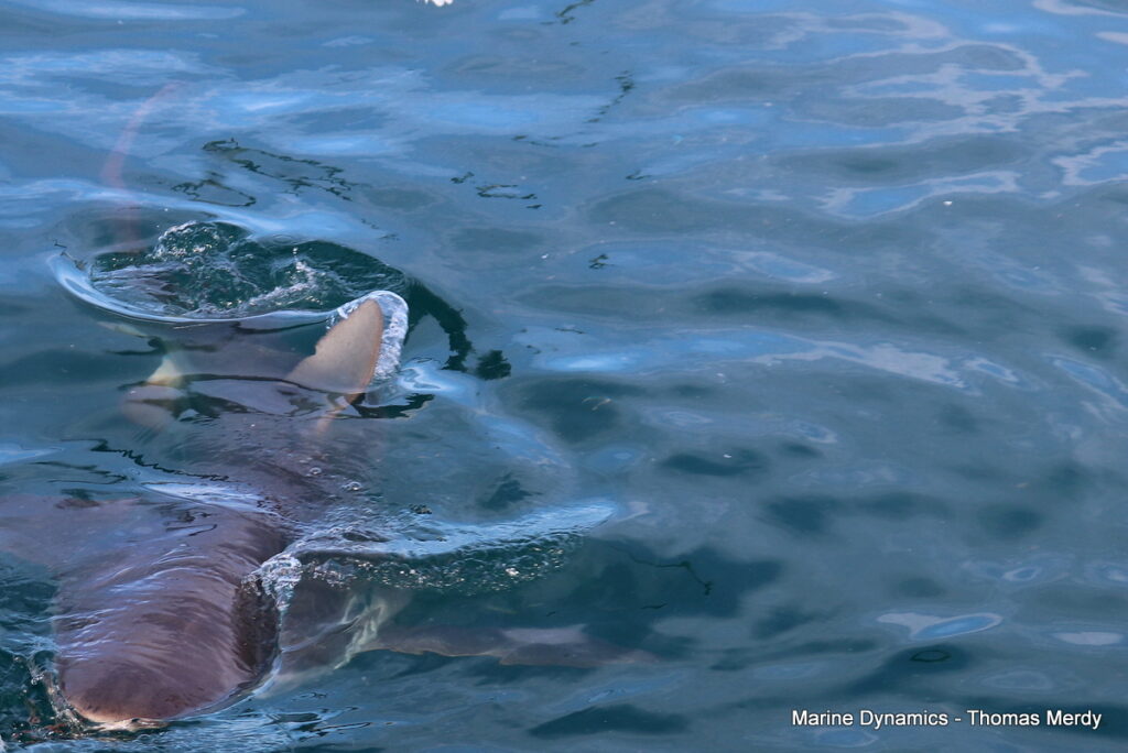 Gansbaai, South Africa, Shark cage diving