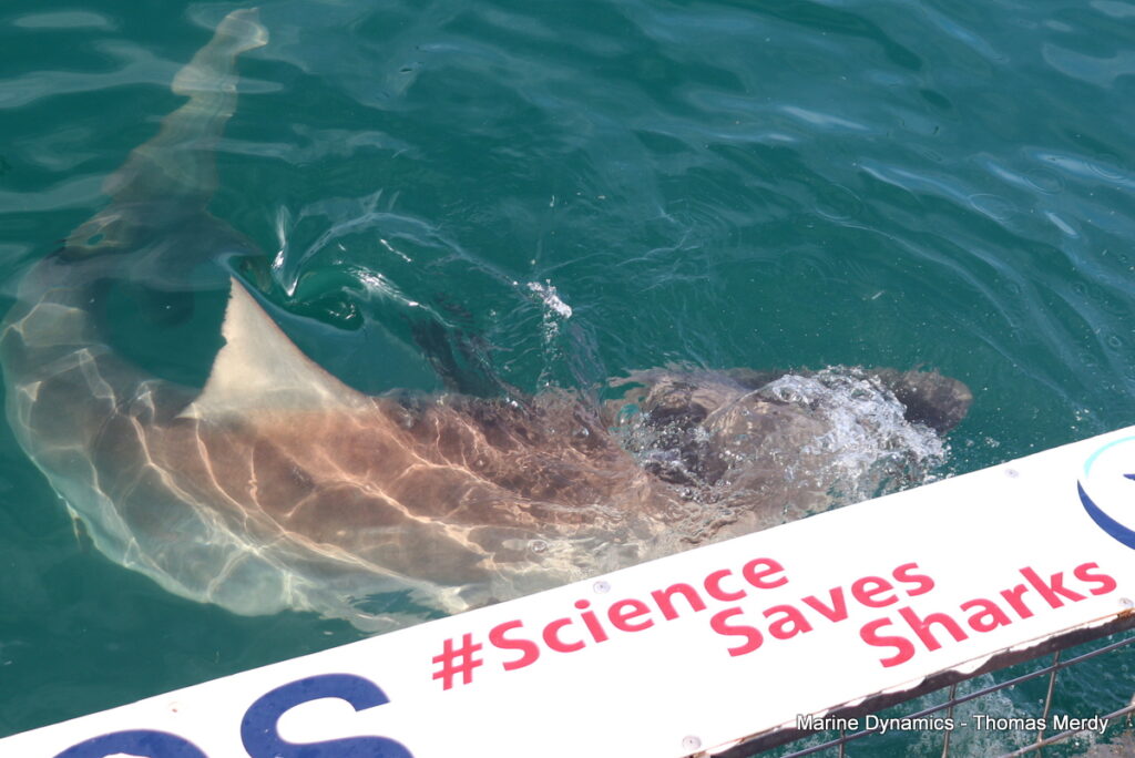 Gansbaai, South Africa, Shark cage diving