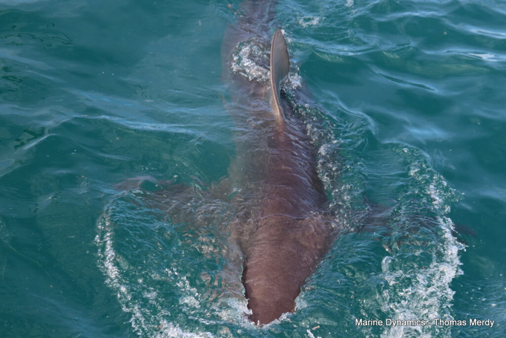 Gansbaai, South Africa, Shark cage diving
