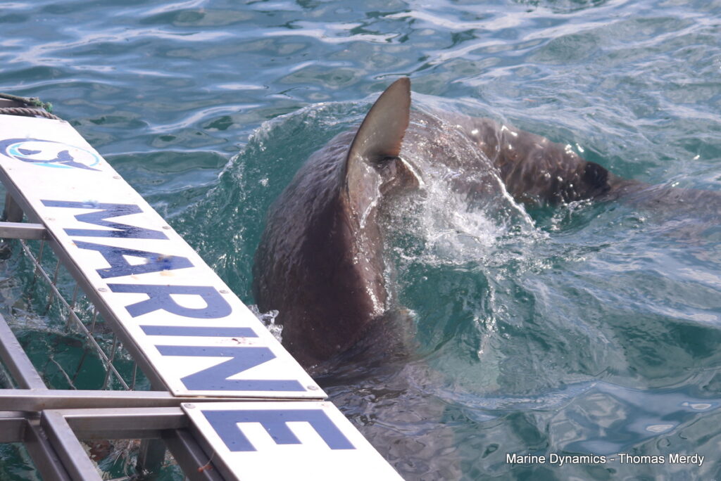 Gansbaai, South Africa, Shark cage diving