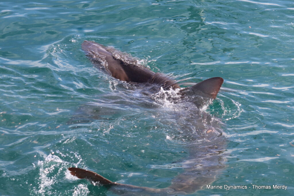Gansbaai, South Africa, Shark cage diving