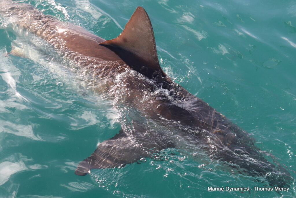 Gansbaai, South Africa, Shark cage diving