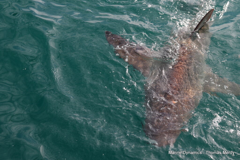 Shark cage diving, South Africa, Gansbaai