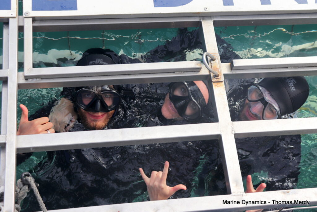 Shark cage diving, South Africa, Gansbaai