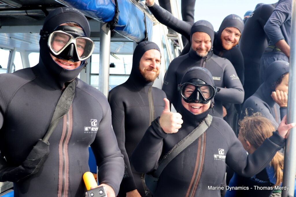 Shark cage diving, South Africa, Gansbaai