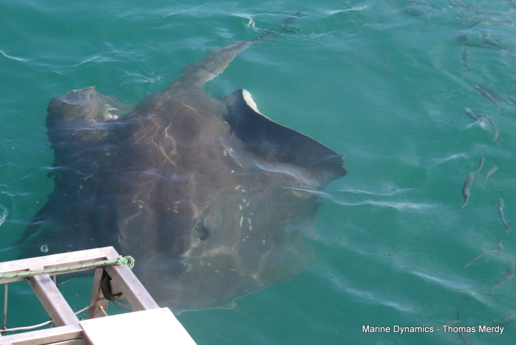 Shark cage diving, South Africa, Gansbaai