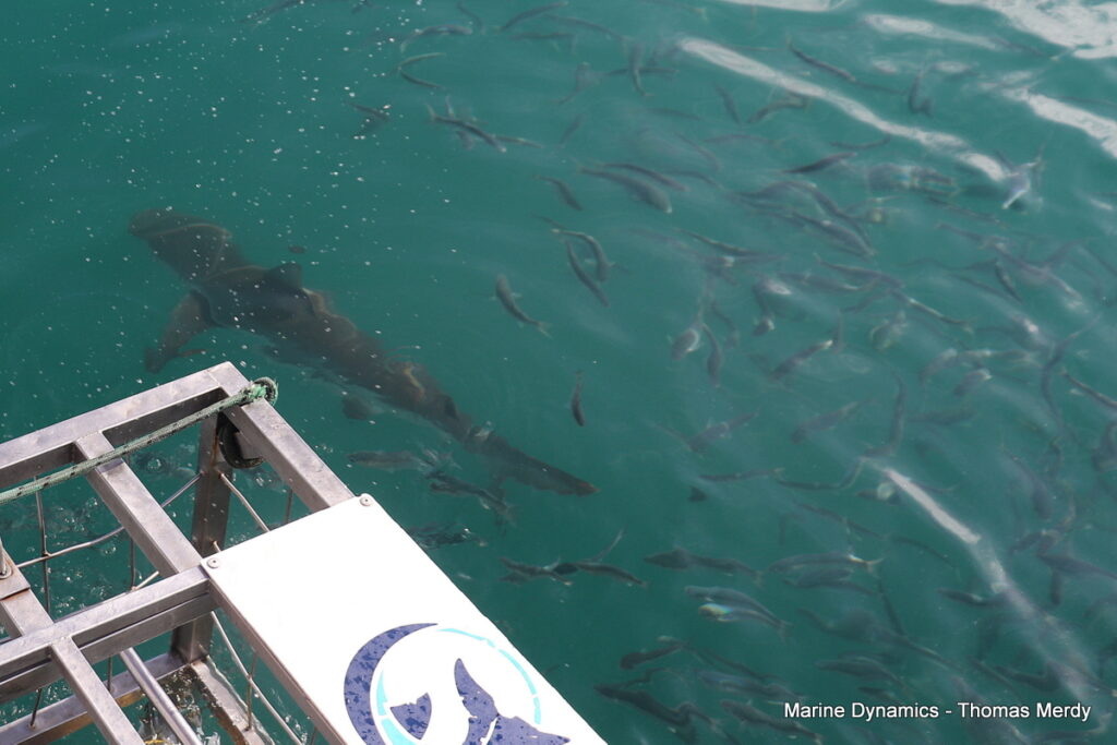 Shark cage diving, South Africa, Gansbaai