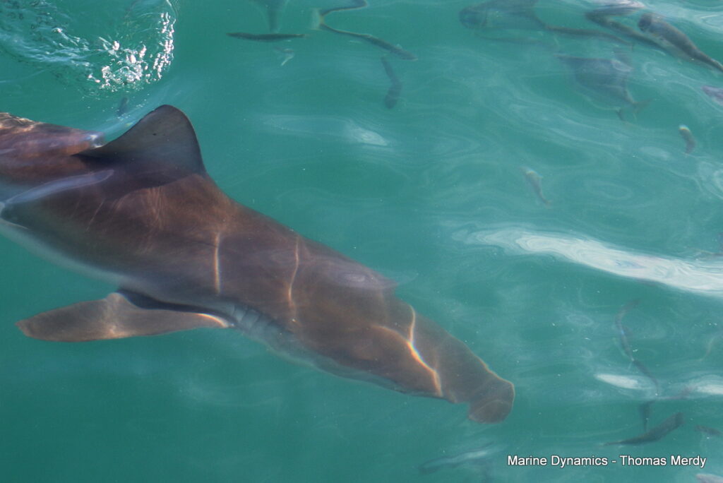 Shark cage diving, South Africa, Gansbaai