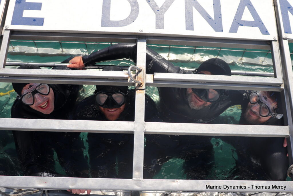 Shark cage diving, South Africa, Gansbaai