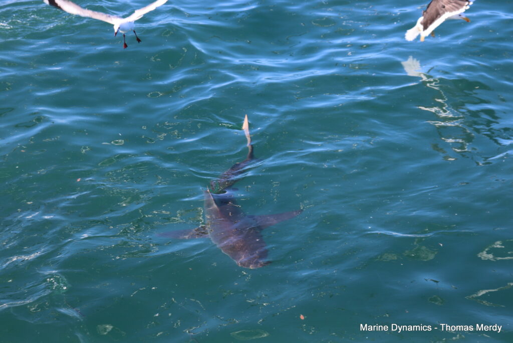 Gansbaai, South Africa, Shark cage diving