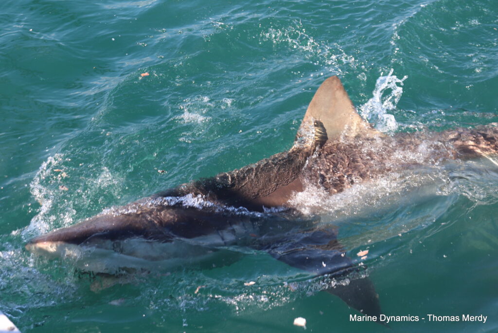 Gansbaai, South Africa, Shark cage diving