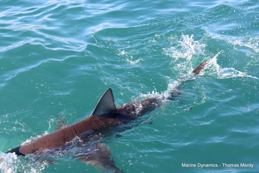 Gansbaai, South Africa, Shark cage diving