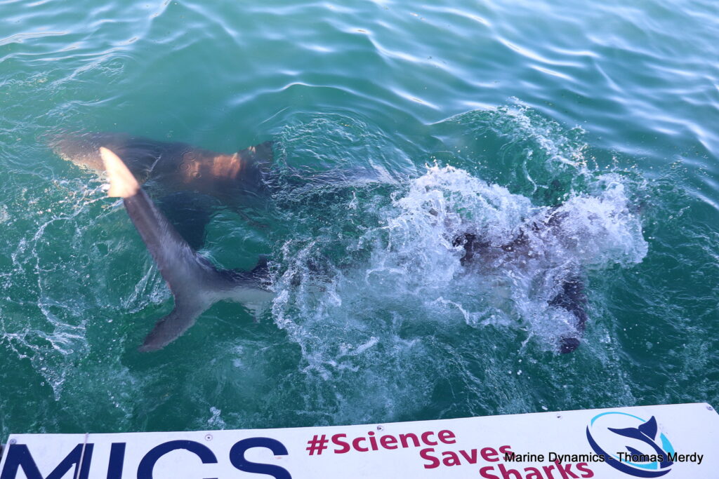 Gansbaai, South Africa, Shark cage diving