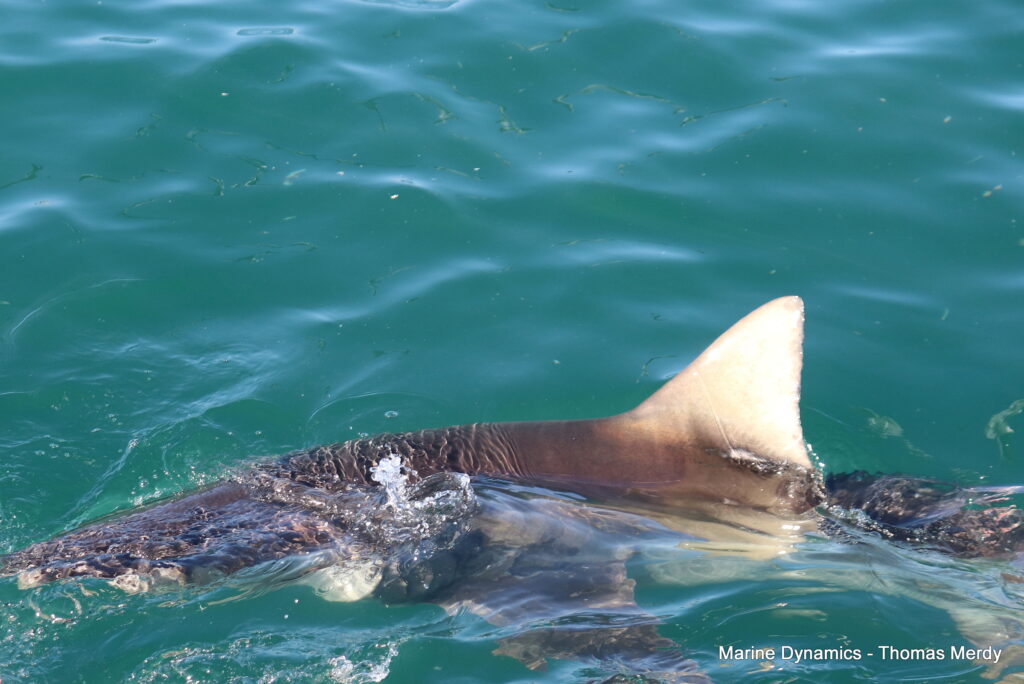 Gansbaai, South Africa, Shark cage diving