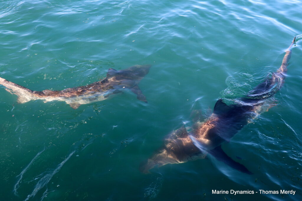 Gansbaai, South Africa, Shark cage diving