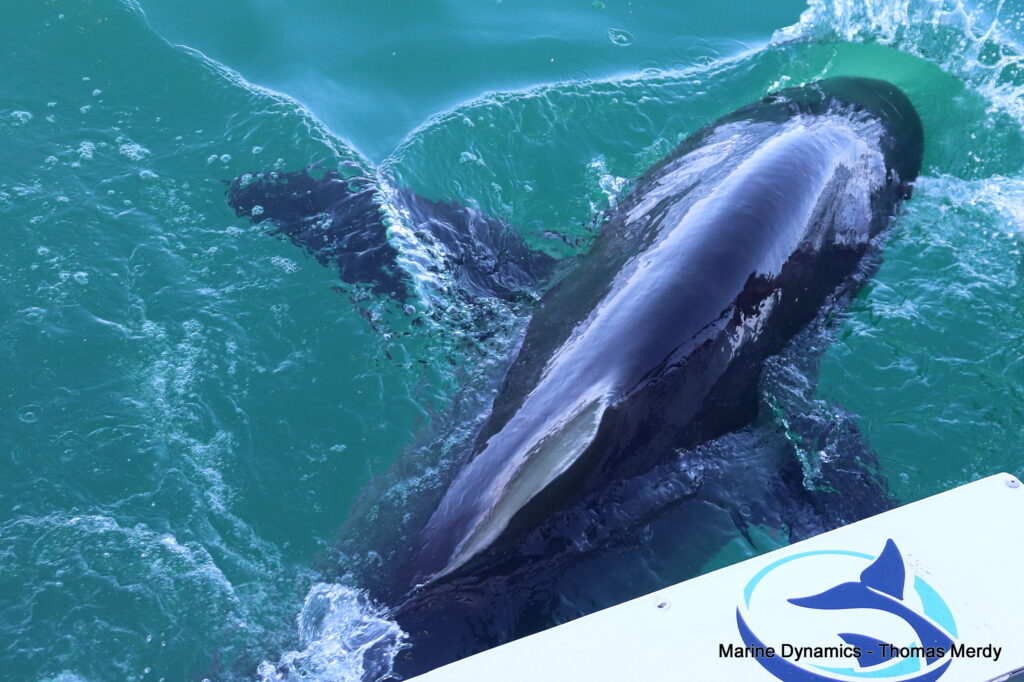Gansbaai, South Africa, Shark cage diving
