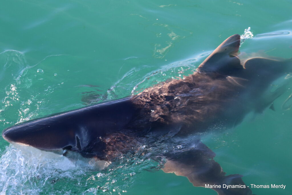 Gansbaai, South Africa, Shark cage diving