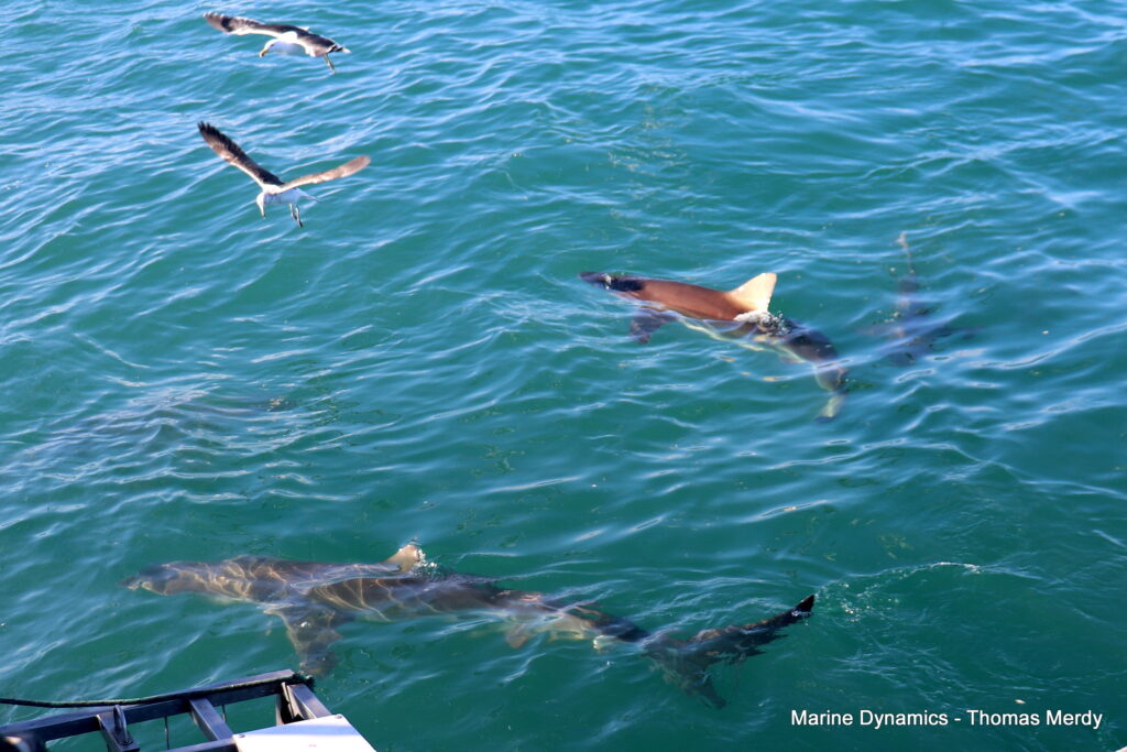 Gansbaai, South Africa, Shark cage diving
