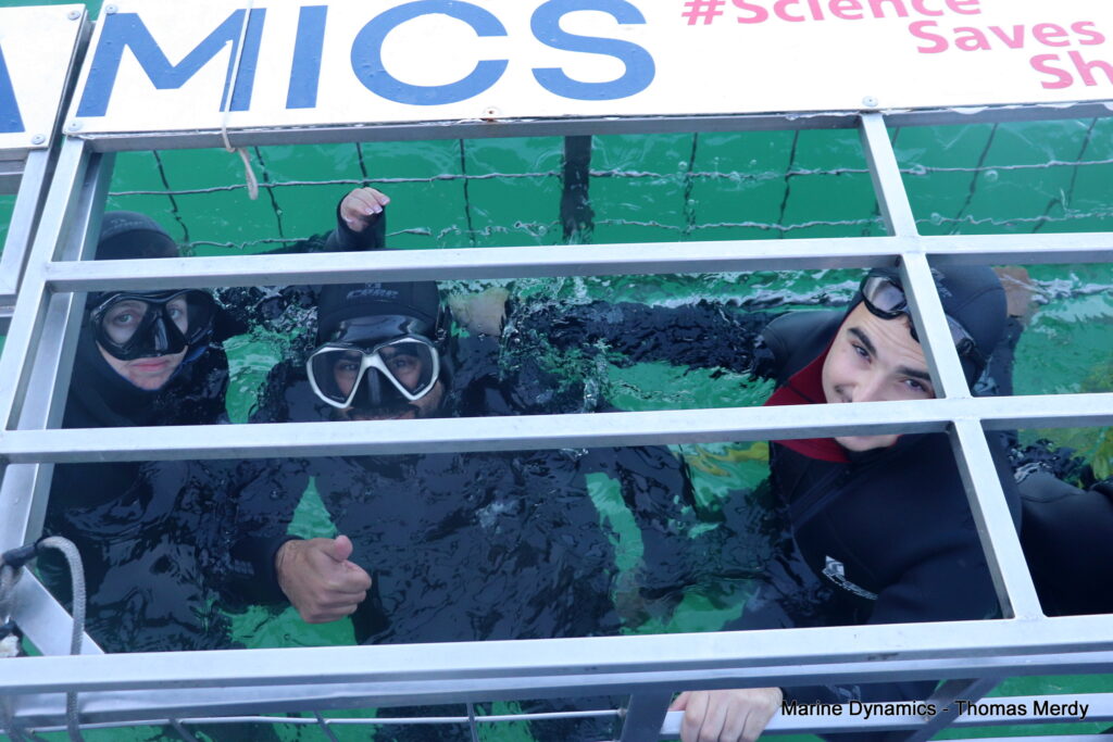 Gansbaai, South Africa, Shark cage diving