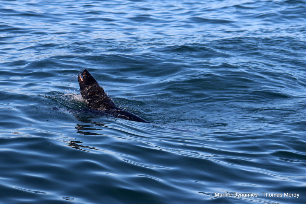 Gansbaai, South Africa, Shark cage diving