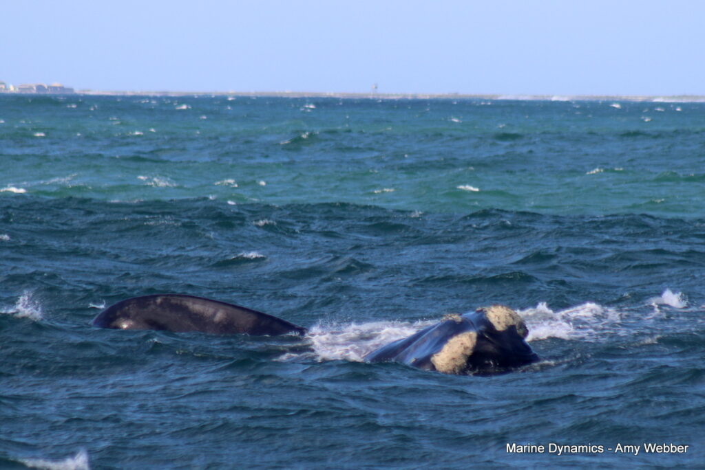 Shark cage diving, Gansbaai, South Africa