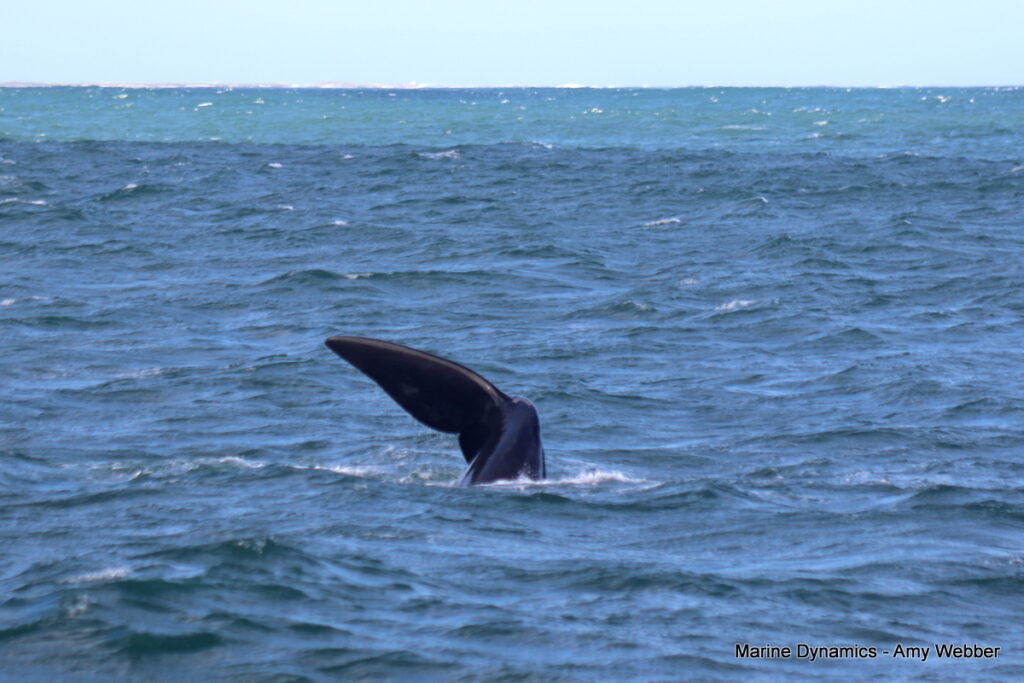 Shark cage diving, Gansbaai, South Africa