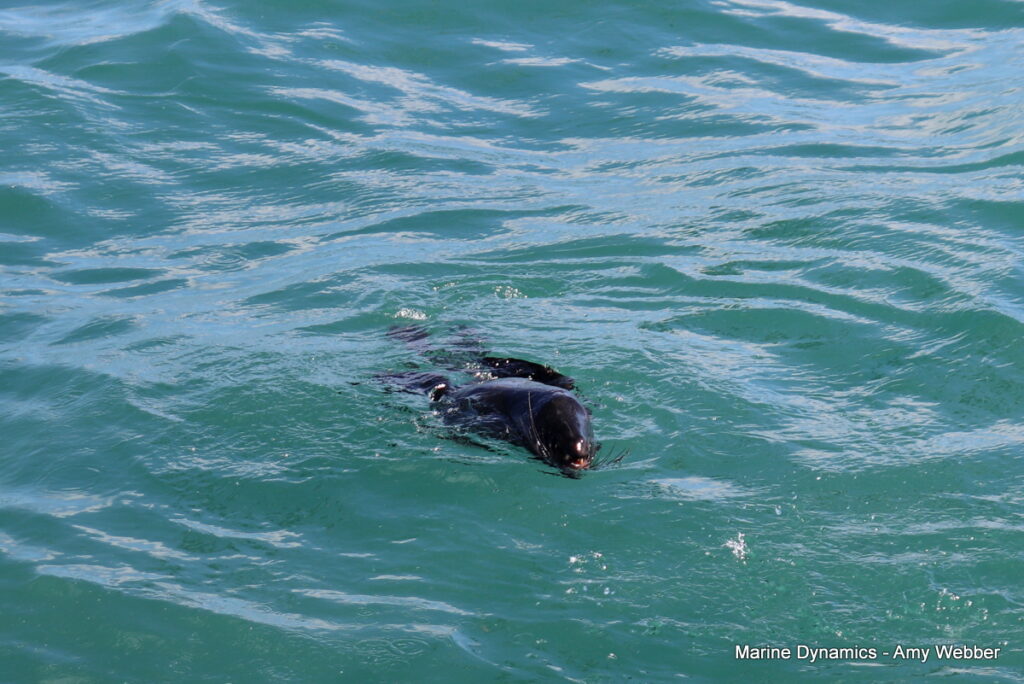 Shark cage diving, Gansbaai, South Africa