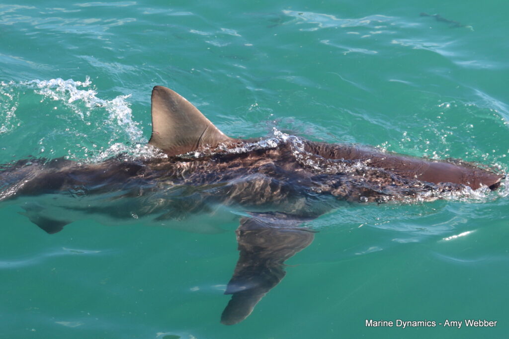 Shark cage diving, Gansbaai, South Africa